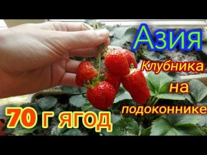 Клубника Азия на подоконнике. Сбор ягод и дегустация.