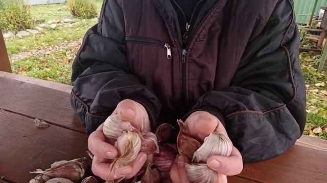 Сажаю крупный ЧЕСНОК, чтобы получить хороший УРОЖАЙ! смотреть онлайн