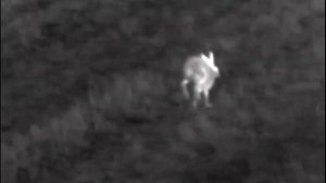 Заяц в тепловизор вблизи