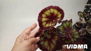 Излишки бегоний - предложение продажи