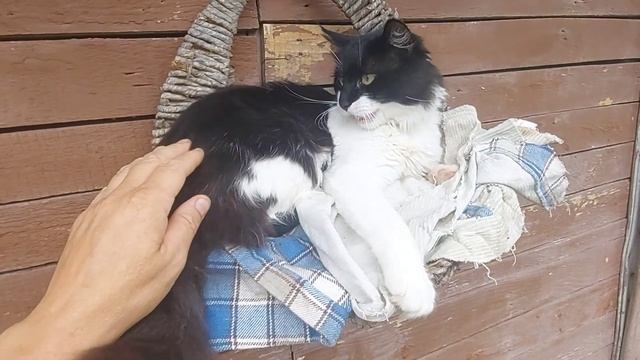 В гостях у котят. Маленькие пушистики котик Кузя и кот Чувачок смотреть онлайн