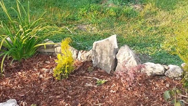 Цветник осенью?. Пересадка туи. 26.09.2020г. смотреть онлайн