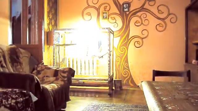 Прыжки кота. #кошки #кот #сиамская #сats #балинезийская #balinesecat смотреть онлайн