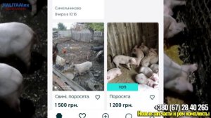 Разведение свиней, как бизнес - план , затраты и окупаемость. какой доход?