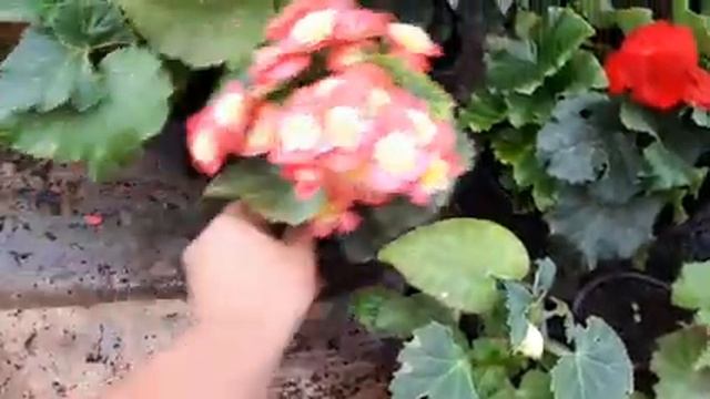 Мои БЕГОНИИ ЭЛАТИОР и другие. смотреть онлайн