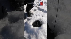 КАК  ЛОВИТЬ ЩУКУ НА ЖЕРЛИЦЫ!!!!!.Good fishing . 09.02.2019.