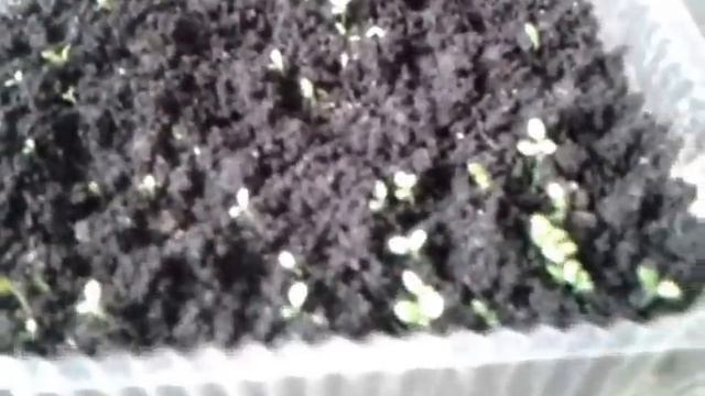 Как вырастить ПЕТУНИЮ, ЛОБЕЛИЮ смотреть онлайн