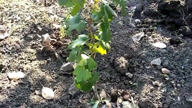 Сравнение двухлетних саженцев смотреть онлайн