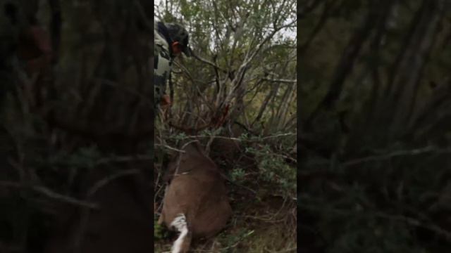 Big Buck vs 6.5mm Creedmoor