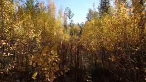 Тайга. Просеки зарастают