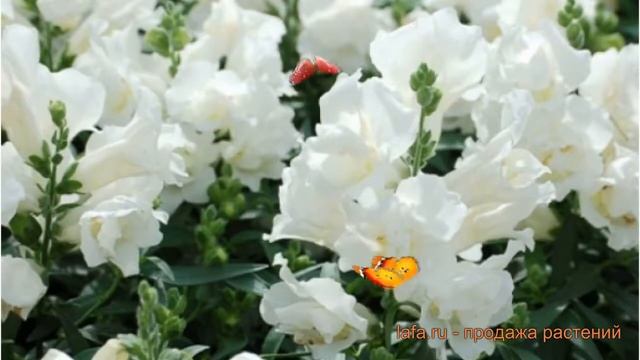 Львиный зев махровый Вайт (antirrhinum twinny white) ? обзор: как сажать, семена львиного зева Вайт смотреть онлайн