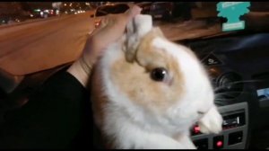 Яндекс доставка 12 часов Новосибирск.