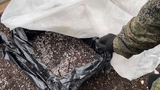 черенкование гортензии + покупка саженцев