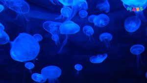 ЗАРЯДКА для детей / Развивающая детская песенка про ЖИВОТНЫХ
