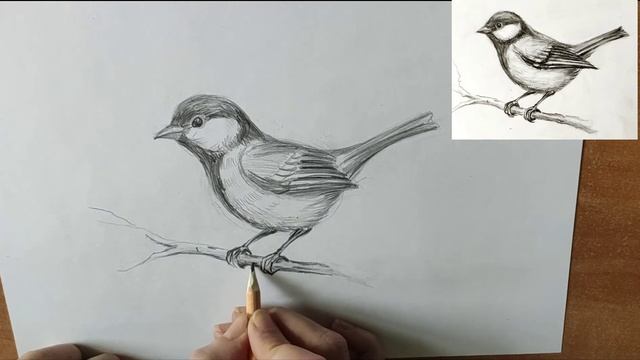 Как нарисовать синичку карандашом. Мастер-класс / Short pencil drawing tutorial: titmouse смотреть онлайн