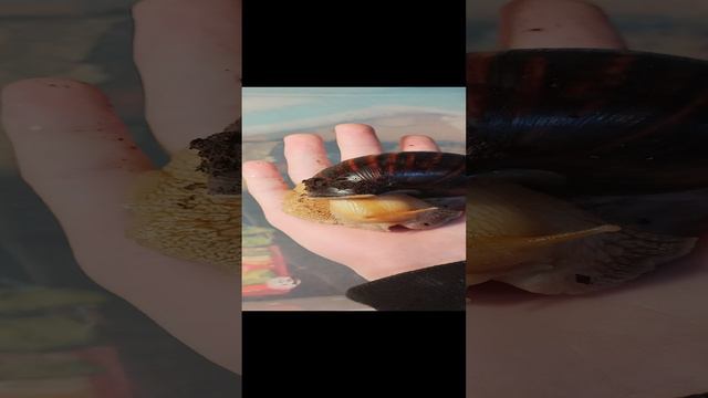 Наш питомец, Ахатинская улитка.
