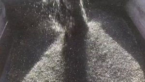 Нива СК 5М уборка подсолнечника 2021