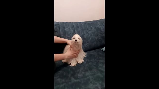 Как видео?