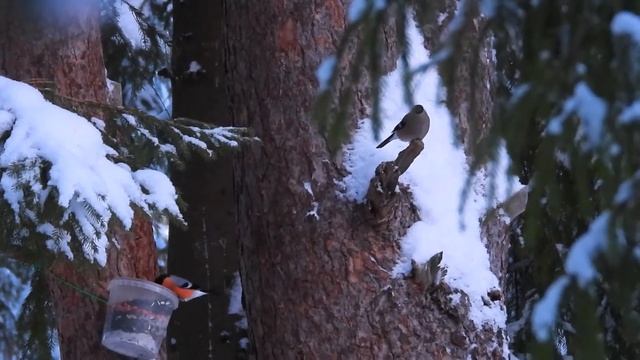 Снегири на кормушке в лесу смотреть онлайн
