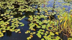 Интересная Прогулка. Центр города Нетании. ИЗРАИЛЬ