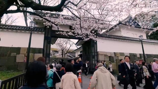 Топ–5 лучших мест для любования сакурой в Токио. Сакура 2017 года! смотреть онлайн