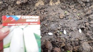 Рассаду кабачков выращиваю только в теплице.