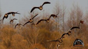 Охота на гуся с духовым манком. Реальные звуки гусей во 2й части ролика. Слушайте.