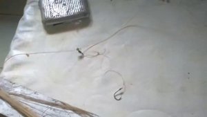 Монтажь закидушки для течения антизакручиватели поводков.