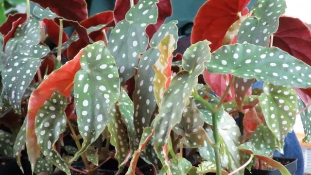 How to Grow Begonia 'Wightii' смотреть онлайн