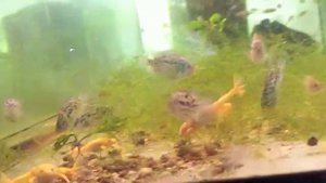 # 476 Live Tubifex Worms Carls Aquarium