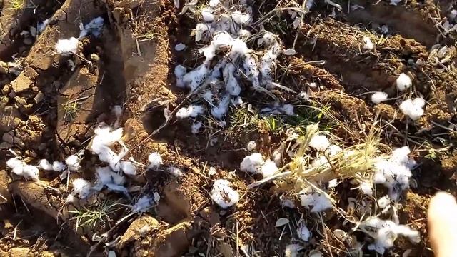 Лучший хлопок для рубашек. Из какого хлопка делают лучшие рубашки?