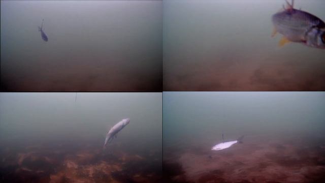 Электро живец ловит Щуку лучше чем живой. Зимняя рыбалка в Акулово. Жерлица Щуколов. #ВлогРыбалка
