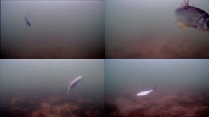 Электро живец ловит Щуку лучше чем живой. Зимняя рыбалка в Акулово. Жерлица Щуколов. #ВлогРыбалка