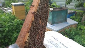 Когда пчелиная матка начинает хорошо засевать яйца. Когда матка начинает отлажив