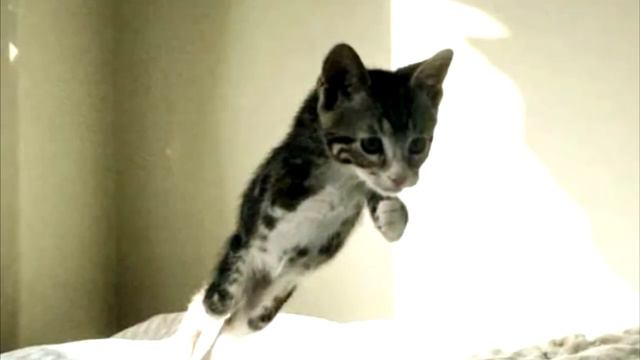 Хозяева принесли на эвтаназию свою кошечку из за того, что она не такая как все смотреть онлайн