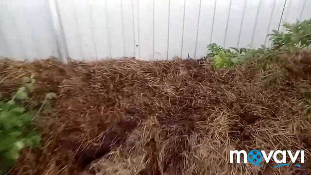 Наши новости/ парники бывают разные🙉 смотреть онлайн