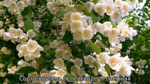 Жасмин садовый — уход и выращивание смотреть онлайн