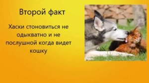 5 фактов о хаски плюсы и минусы породы