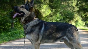 Немецкая овчарка - дрессировка, уход | Все о породе