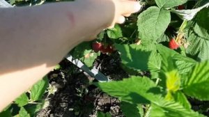 Малина Амира - ремонтант с огромной урожайностью и прекрасным вкусом