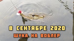 Щука на воблер осенью в сентябре 2020, ловля на спиннинг Купринка - Тольятти