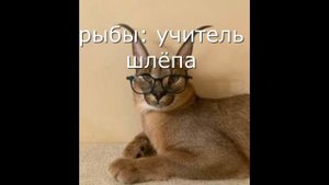 какой ты шлёпа по знаку зодиака