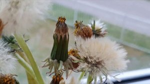 Одуванчики. Как растут одуванчики. Весна. Семена одуванчиков. Красивые фотографии.