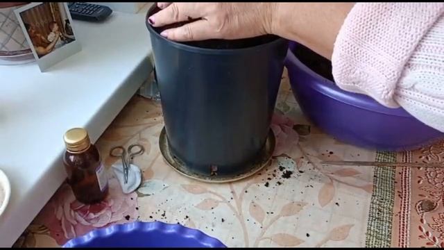 ЛИМОННОЕ ДЕРЕВО. ПЕРЕСАДКА И УХОД