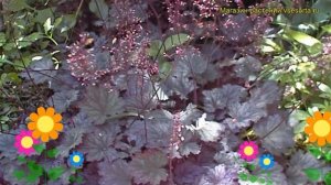 Гейхера Фростед Виолет. Краткий обзор, описание характеристик heuchera Frosted Fiolet