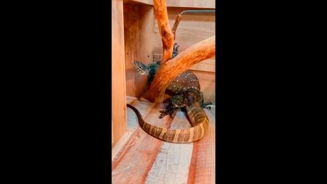 Рептилии (ящерицы и крокодиловые). Экскурсия.