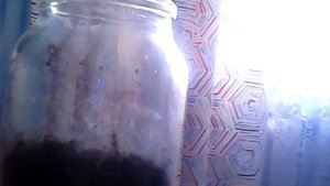 как ухаживать за южнорусским тарантулом