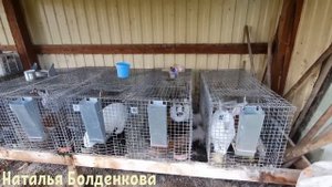Моя кроличья ферма//Задавайте вопросы//Ответит специалист