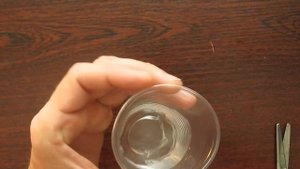 Как Быстро и Легко Укоренить Черенок Лимона