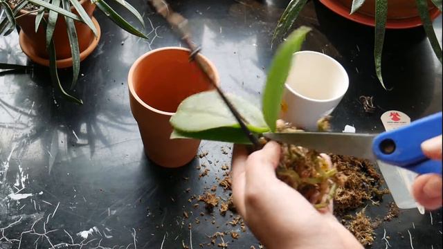 2000 subscriber giveaway + New Plants, and an easy Diy Terracotta Pot Project смотреть онлайн